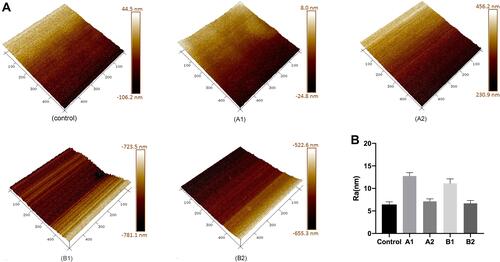 Figure 2 (A) Representative AFM images of nanocoatings. (B) The quantitative analysis of surface roughness of nanocoatings.