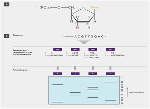 Figure 5. Sanger DNA sequencing method (Adapted from Thermo Fisher Scientific: DNA Sequencing Technologies–History and Overview) [Citation30].