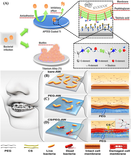 Figure 11 (A) antibacterial and antiadhesion modes of action of the contact killing strategy presented by coated non-releasable bactericidal molecules on the Titanium implant surface. Here APTES is (3-aminopropyl) triethoxysilane. Schematic presentation of antibacterial and antiadhesion performances of (B) bare dental appliance and coated with (C) polyethylene glycol (PEG) and (D) a combination of chitosan (cs) and PEG.