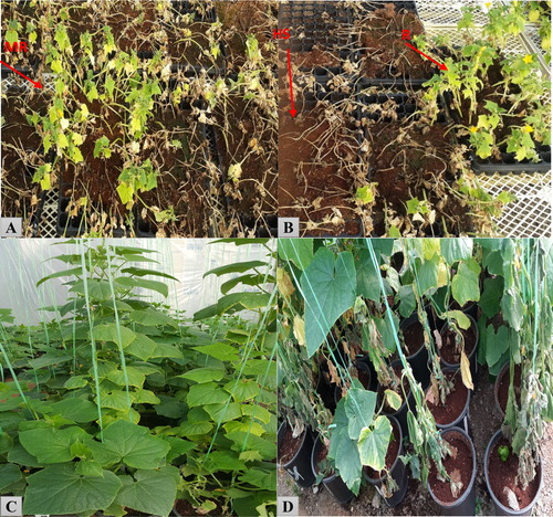 Figure 1. Wilting variation of cucumber genotypes at seedling (A and B) and maturing stages, before (C) and after (D) inoculation with P. melonis. Note: R: resistant; MR: moderately resistant, HS: highly susceptible.