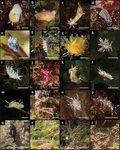 Figure 3. Heterobranchs found during the tide pools surveys at Passetto. Order Pleurobranchida. Family Pleurobranchidae: (a) Berthella perforata. Order Nudibranchia. Suborder Doridina. Family Discodorididae: (b) Jorunna tomentosa. Family Polyceridae: (c) Polycera quadrilineata. Family Chromodorididae: (d) Felimare villafranca. Suborder Cladobranchia. Family Dotidae: (e) Doto cervicenigra; (f) Doto coronata. Family Janolidae: (g) Antiopella cristata. Family Eubranchidae: (h) Amphorina andra; (i) Amphorina linensis. Family Flabellinidae: (j) Edmundsella pedata. Family Trinchesiidae: (k) Trinchesia morrowae; (l) Trinchesia sp. Family Facelinidae: (m) Facelina dubia; (n) Facelina rubrovittata; (o) Facelina vicina; (p) Favorinus branchialis. Superorder Sacoglossa. Family Limapontiidae: (q)–(r) Ercolania viridis; (s) Placida dendritica. Family Plakobranchidae: (t) Elysia viridis. All scale bars around 1 cm.