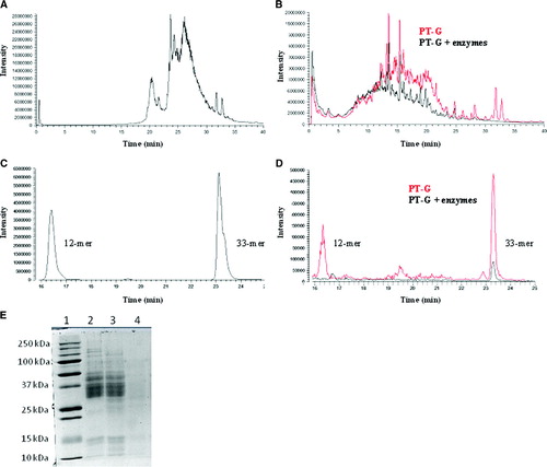 Figure 1.  Enzymatic degradation of gliadin analyzed by HPLC-MS (A–D) and SDS-PAGE (E). A: HPLC-MS elution pattern of untreated gliadin, full-range m/z = 480–2000. B: Pepsin-trypsin-digested gliadin (PT-G) and PT-G pretreated with germinating wheat enzymes (PT-G + enzymes), full-range m/z = 480–2000. C: 12-mer and 33-mer standard gliadin peptides eluted at 16.5 and 23.3 min, respectively; m/z = 728–730 for 12-mer and 1304–1306 for 33-mer. D: Pretreatment of PT-G with germinating wheat enzymes reduced the levels of 12-mer and 33-mer significantly when compared to PT-G; m/z = 728–730 for 12-mer and 1304–1306 for 33-mer. E: SDS-PAGE analysis of gliadin degradation by wheat enzymes. Lane 1 = standards; lane 2 = gliadin; lane 3 = gliadin + heat-inactivated germinating wheat enzymes; lane 4 = gliadin + germinating wheat enzymes.