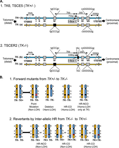 FIG 1 (A) Schematic of the thymidine kinase gene (TK) locus in TK6 cells and their derivatives. The TK+ and TK− alleles in TK6 cells are the functional and nonfunctional forms, respectively. The TK− (a) allele harbors a frameshift mutation (CCC to CCCC) in exon 4 that inactivates TK function. The TK− (a) allele also has a frameshift mutation (GGGGG to GGGG) in exon 7 that does not affect TK function. TK6 cells have polymorphic microsatellite markers on the proximal (17S785) and distal (17S802) sides of the TK locus. TSCE5 cells have a 31-bp DNA fragment containing the 18-bp I-SceI site inserted 75 bp upstream of exon 5. TSCER2 cells have an additional point mutation (G-to-A transition) at bp 23 of exon 5. Thus, TSCER2 cells are compound heterozygotes (TK−/−) for the TK gene. The black box indicates the mutated exons. (B) Models of the mechanisms that generate TK mutants and TK revertants from TK-heterozygous (TK+/−) and TK-compound-heterozygous (TK−/−) cells, respectively. TK6 and TSCE5 cells carry functional (b; TK+) and nonfunctional (a; TK−) TK alleles. Inactivation of the TK+ allele by a point mutation, deletion, or interallelic homologous recombination (HR), with crossover (CO) or no crossover (NCO) between the alleles, causes TK-deficient mutants. Large deletions and interallelic HR are expressed as a loss of heterozygosity (LOH). TSCER2 cells are compound heterozygotes (TK−/−) for the TK gene. Interallelic HR between the TK− alleles generates the TK+ allele, thus producing TK-proficient revertants. The revertants showed LOH or non-LOH depending on the mechanism employed (CO or NCO). The white box indicates the TK+ allele, and the black and red boxes indicate the TK− allele.