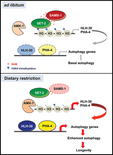 Figure 8. Model of autophagy and longevity through SAM-dependent methylation. Proposed model of dietary restriction-mediated longevity through SAMS-1/SET-2 axis, H3K4 methylation and HLH-30/PHA-4 module that collaboratively regulates expression of autophagy-related genes. Under ad libitum condition, SAMS-1 synthesis SAM, which serves as the substrate for histone H3K4 methylation by SET-2. There is a basal level of hlh-30 and pha-4 transcription that provides basal autophagy-related genes transcription. Under DR condition, sams-1 level reduces and thus there is less SAM for H3K4 methylation catalyzed by SET-2. The AMX-1 activity outweighs the SET-2 activity. Therefore, the hypomethylation of H3K4me3 at hlh-30 and pha-4 promoters enhances their transcription, which in turn leads to an increased transcription of autophagy-related genes to activate autophagy and increase longevity.