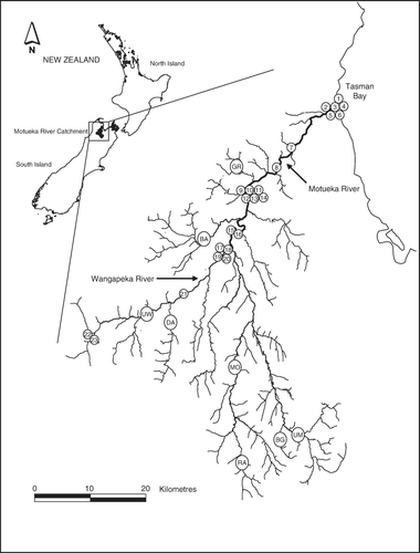 Figure 1  Sampling locations within the Motueka River catchment. Abbreviated names represent tributaries from which juvenile brown trout were sampled; GR: Graham River, BA: Baton River, UW: Upper Wangapeka River, DA: Dart River, MO: Motupiko River, RA: Rainy River, BG: Blue Glen Stream and UM: Upper Motueka River. Numbers represent where each adult brown trout was caught.