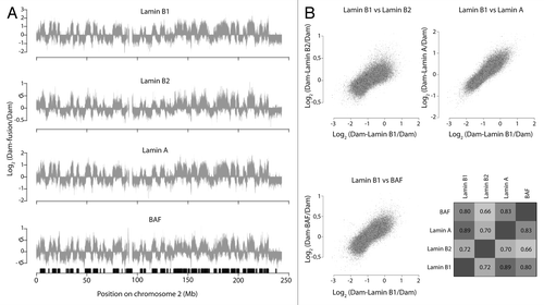 Figure 1. Lamin B1, Lamin B2, Lamin A, and BAF bind to the same genomic regions. (A) Interaction profiles of chromosome 2 in HT1080 cells for Lamin B1, Lamin B2, Lamin A, and BAF. Each profile represents the average of two independent experiments. Data for Lamin B1 and Lamin A are from references Citation12 and Citation21. Samples were smoothed with a running median window over 11 probes. The black boxes at the bottom of the graph depict LADs as defined in reference Citation2. (B) Scatterplots of Lamin B1 in relation to: Lamin B2 (top left), Lamin A (top right), and BAF (bottom left). Samples were smoothed with a running median window of 11 probes. Bottom right: genome wide Pearson correlation matrix for all smoothed (as above) samples.