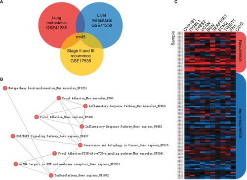 Figure 2 Discovery of recurrence-associated genes.Notes: (A) The 45 candidates overlapped with lung metastasis-specific genes and liver metastasis-specific genes. (B) Enrichr pathway analysis was used for functional annotation of recurrence-associated genes. (C) Heatmaps showed the top 10 differential genes between recurrent tumors and non-recurrent tumors in the GSE17536 dataset.