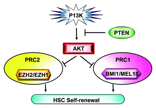 Figure 1. PI3K-Akt signaling regulates polycomb group protein and hematopoietic stem cell self-renewal.