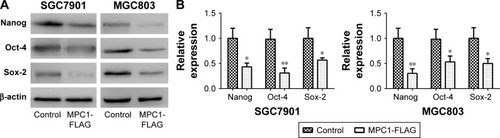 Figure 5 Overexpression of MPC1 attenuated the stem cell-like properties of human GC cells.