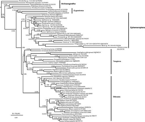 Figure 1. Phylogenetic tree of the relationships among 71 species of Pterygota based on the nucleotide dataset of 13 mitochondrial protein coding genes. The tree includes 20 Ephemeroptera species, 27 Odonata species, and 16 Neoptera species, as well as five Archaeognatha and three Zygentoma species as the outgroups (Clary et al. Citation1982; Nardi et al. Citation2003; Cameron et al. Citation2004; Yamauchi et al. Citation2004; Cook et al. Citation2005; Cameron et al. Citation2006; Podsiadlowski Citation2006; Stewart and Beckenbach 2006; Cameron and Whiting 2007; Carapelli et al. Citation2007; Zhang et al. Citation2008; Zhang et al. Citation2008; Comandi et al. Citation2009; Lee et al. Citation2009; Sheffield et al. Citation2009; Lin et al. Citation2010; Cameron et al. Citation2012; Jong et al. 2012; Li et al. Citation2014; Lorenzo-Carballa et al. Citation2014; Tang et al. Citation2014; Ma et al. Citation2015; Huang et al. Citation2015; Cheng et al. Citation2016; Feindt et al. Citation2016; Yang et al. 2016; Yong et al. Citation2016; Yu et al. Citation2016; Zhang et al. Citation2017; Zhang et al. Citation2017; Zhang et al. Citation2018). Numbers above the nodes indicate the posterior probabilities of BI and the bootstrap values of PhyML. The GenBank numbers of all species are shown in the figure.