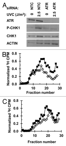 Figure 1. Depletion of ATR abrogates the intra-S checkpoint response: (A) NHF1 cells were electroporated with NTC or ATR siRNA and UV-irradiated (sham or 2.5 J/m2) 48 h following electroporation. Cells were harvested and protein extracts examined by immunoblotting 1 h after irradiation. (B and C) Velocity sedimentation analysis of nascent DNA from NHF1 cells exposed to UVC (sham-closed squares or 2.5 J/m2-open diamonds) 48 h post-electroporation with (B) NTC or (C) ATR siRNA; the irradiated cells were incubated for 30 min and then pulse labeled with 3H-thymidine for 15 min.