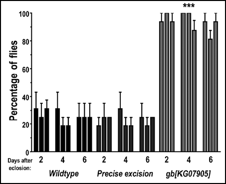 Figure 3 Genderblind mutants recover from banging and climb faster and higher than controls, irrespective of age (within 2–6 days after eclosion). Flies were tested as described for Figure 2, at age = 2, 4 or 6 days after eclosion (emergence from the pupa). The height of each bar in the graph represents the average of ten measurements from 20 males and 20 females. Error bars represent S.E.M. Asterisks represent statistical significance where p < 0.001.