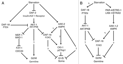 Figure 1. Induction of cell cycle quiescence by starvation. Hypothetical models incorporating AMPK and insulin/IGF-1 signaling during (A) L1 diapause and (B) dauer arrest to arrest cell divisions. Please see text for details.
