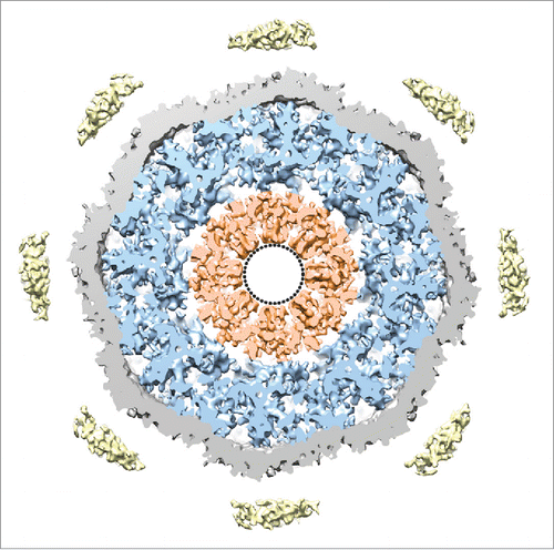 Figure 1. The central channel of the NPC. A rendered view of a central x–y-section (10-nm thick) of the native NPC shows the organization of the central channel; the SR is depicted in blue, the filamentous protrusions of the central channel ring in orange, the nuclear envelope in gray and the luminal densities in yellow. A dotted ring in the center highlights the very central 17 nm that were masked in in this structural map. The figure was modified from.Citation20