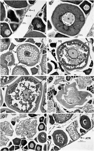 Figure 3 Phases of female germ cell development and deriving structures of Mugil curema from the Cananéia-Iguape coastal system and Santos estuary, coast of SP state. (A) Oogonia; (B) oocyte with primary growth (Phase II); (C) oocyte with cortical alveoli (Phase III); (D) oocyte with early vitellogenesis (Phase IV); (E) oocyte with complete vitellogenesis (Phase V); (F) oocyte with initial hyalinization, (G) POF, and (H) atresic oocyte. N, nucleus; n, nucleolus; PZ, pellucid zone; LV, lipid vacuole; YG, yolk granules; IH, oocytes with initial hyalinization; TC, techa cells; FC, follicle cells; ATR, atresic oocyte.