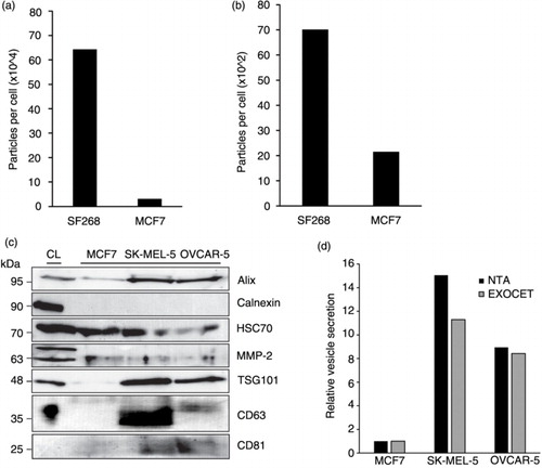 Fig. 4.  Biochemical analyses of extracellular vesicles (EVs) demonstrate relative secretion levels across cancer cells. Quantity of particles per cell from SF268 and MCF7 cells following (a) PEG precipitation and (b) iodixanol gradient purification. (c) HEK293 cell lysate (CL) and representative EV lysates from cancer cells in the NCI-60 panel loaded by equal volume. EV lysates are enriched for exosomal markers Alix, TSG101, CD63 and CD81; microvesicle marker MMP-2; and positive for EV marker HSC70. Calnexin is found predominately in CL while minimal to undetectable levels are found in EV samples. (d) Quantification of relative EV levels from MCF7, SK-MEL-5 and OVCAR-5 cells by esterase activity.