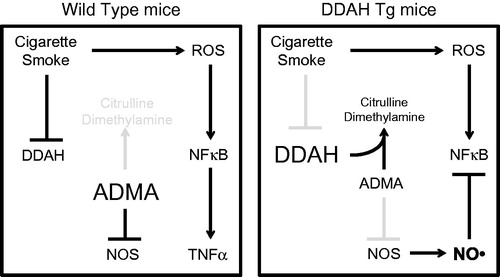 Figure 7. Model for the ADMA/DDAH pathway in CS-mediated inflammation. In this model, CSE reduces DDAH I and II expression in lung epithelial cells, which leads to increased ADMA. Elevated ADMA inhibits NOS, which enhances CS-mediated inflammation allowing for increased NF-κB activity and the release of inflammatory mediators such as TNFα by airway epithelial cells.