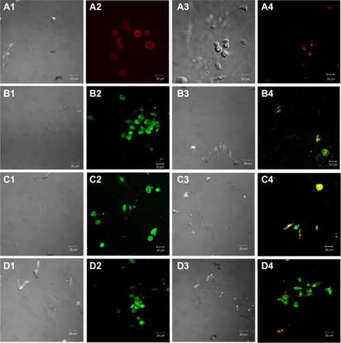 Figure 5 Confocal images of fluorescein isothiocyanate (FITC)-labeled nanoparticles in L. infantum chagasi-mCherry (Lic-mCherry)-infected. (A1 and A2) Macrophages (in red, panel A2) after incubation with monoclonal anti-F4/80-Pecy.5 antibody for 20 minutes at 37°C in 5% CO2. Images were obtained using optical and confocal microscopy, respectively. (A3 and A4) Macrophages after infection with Leishmania chagasi pX63NEO-mCherry (in red in A4). Images were obtained using optical and confocal microscopy, respectively. (B1 and B2) The presence of FITC-loaded-NQs (green color in B2) accumulated in the cytoplasm of cells. Images were obtained using optical and confocal microscopy, respectively. These characteristics are also shown in C1 and C2, and D1 and D2, using FITC-loaded-NQCs and FITC-loaded-NQC-AmpB, respectively. (B3 and B4) The FITC-loaded-NQ formulations that could overlap with the parasites (in red). In panels, there is a general overview of macrophages containing nonviable parasites (orange color), which could be to indicate the anti-leishmanial activity of the evaluated products. The same result was observed in C3 and C4, and D3 and D4, where, in both cases, they were exposed to FITC-loaded-NQCs and FITC-loaded-NQC-AmpB, respectively.Abbreviations: NQ, chitosan nanoparticle; NQC, chitosan-chondroitin sulfate nanoparticle; NQC-AmpB, chitosan-chondroitin sulfate-amphotericin B nanoparticle.