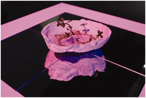 Figure 4. Angiogenesis (2021) [Plaster of Paris, Bacopa Monnieri, Mirrors, LED lights and coloured filters] Image Courtesy of Anna Roberts ©.