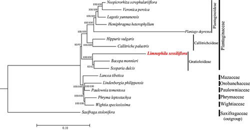 Figure 3. Maximum-likelihood phylogenetic tree including Limnophila sessiliflora based on complete chloroplast genomes. The number at each node indicates the bootstrap support value generated by RAxML/IQ-tree. The following sequences are used: Neopicrorhiza scrophulariiflora MK986819 (Zhang et al. 2019), Veronica persica KT724052 (Choi et al. 2016), Lagotis yunnanensis MN752238 (Cheng et al. 2021), Hemiphragma heterophyllum MN383192 (Wu and Zhang 2019), Plantago depressa MK144833 (Kwon et al. 2019), Hippuris vulgaris MT942637 (Liu et al. 2021), Callitriche palustris MW774642 (Yu and Dong Citation2021), Bacopa monnieri MN736955 (Liang et al. 2020), Scoparia dulcis MZ242235 (Li et al. Citation2022), Lancea tibetica MF593117 (Chi et al. 2018), Lindenbergia philippensis HG530133 (Wicke et al. 2013), Paulownia tomentosa KP718624 (Yi and Kim 2016), Phryma leptostachya MK381317 (Xia et al. 2019), Wightia speciosissima MK381318 (Xia et al. 2019), and Saxifraga stolonifera MN496079 (Dong et al. 2018). The GenBank accession numbers for each species and the citation sources for those published sequences are provided in Table S1.
