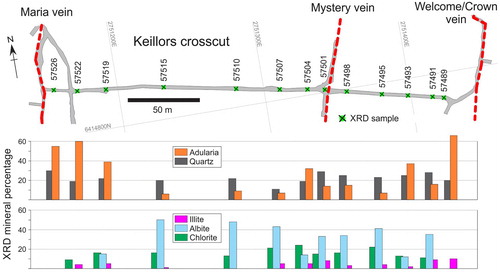 Figure 8. Mineral percentages of selected hydrothermal alteration minerals determined from quantitative XRD for samples along the Keillors crosscut, Karangahake deposit. The amount of adularia is greater in altered rocks near to the Maria, Welcome/Crown and Mystery veins. Albite and chlorite are present in samples between the veins but is absent in the samples directly adjacent the Maria and Welcome/Crown veins (Simpson et al. Citation2019). The amount of quartz shows minor variation, though notably in a few samples, the amount of adularia exceeds that of quartz. The location of the Keillors crosscut is shown in figure 7A.