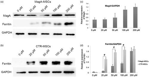 Figure 8. The expression of MagA and ferritin of MSCs. (a) Marked increase in expression of MagA protein but relatively low expression of ferritin was detected in MagA-MSCs. (b) Relatively high expression of ferritin with the concentration of Fe increase in control cells. (c) The relative expression level of MagA. (d) The relative expression level of ferritin in MagA-MSCs and control cells. The x axis of (c) and (d) is the concentration of extracellular iron supplement. Date are the mean ± SEM (#p < .01, n = 5).