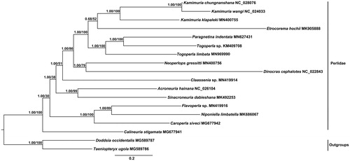 Figure 1. Phylogenetic trees of Togoperla limbata were inferred based on the PCGs of two rRNAs from 16 species in Perlidae and two species as the outgroups by Bayesian inference (BI) and maximum-likelihood (ML) methods. The NCBI accession number for each species is indicated after the scientific name.