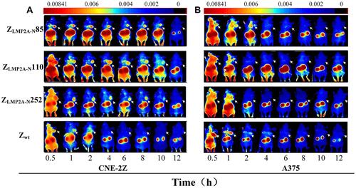 Figure 2 Tumor’s imaging in model mice by using fluorescence-labelled affibody molecules. Tumor-bearing nude mice (arrows) were generated with cell lines CNE-2Z (A), and A375 (B). NIR-based imaging was performed at different time points p.i. with DyLight 755-labelled ZLMP2A-N affibodies. DyLight 755-labelled ZWT affibody was used as a negative control. Adapted from Zhu J, Kamara S, Cen D et al. Generation of novel affibody molecules targeting the EBV LMP2A N-terminal domain with inhibiting effects on the proliferation of nasopharyngeal carcinoma cells. Cell death \and disease. 2020, 11(4): 1–16. Creative Commons license and disclaimer available from: http://creativecommons.org/licenses/by/4.0/legalcode.Citation38