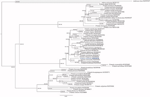 Figure 1. ML phylogenetic tree of Primula calliantha and 60 Primulaceae species based on complete plastid genomes; branch supports values are reported as SH-aLRT/UFBoot.