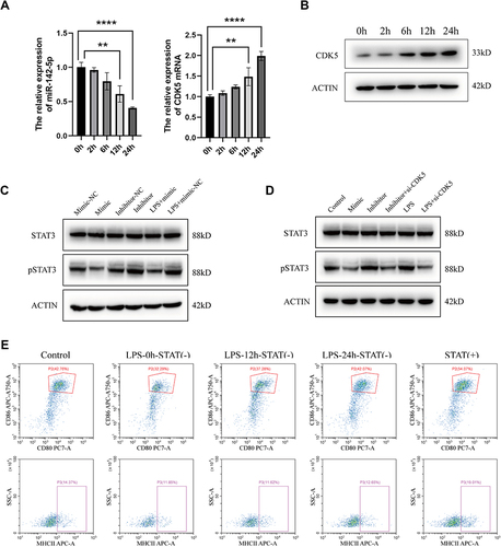 Figure 7 Tfh-derived exosomes promote DC cell maturation through miR-142-5p/CDK5/STAT3 pathway. (A) Relative expression of miR-142-5p and CDK5 in DCs upon LPS stimulation at different time points. The values shown are mean ± SD of three independent experiments. ** P < 0.01; **** P < 0.0001. (B) CDK5 expression level changed with prolonged LPS stimulation. (C) Detection of STAT3 phosphorylation in overexpression and inhibition of miR-142-5p. (D) Detection of STAT3 phosphorylation in inhibition of miR-142-5p with or without si-CDK5. (E) Expression of CD80 and CD86 on DCs with STAT activator or STAT inhibitor and LPS stimulation for different times. Dot plots with the label for the proportion of CD80+ CD86+ or MHCII+ cells are representative of at least three independent experiments.