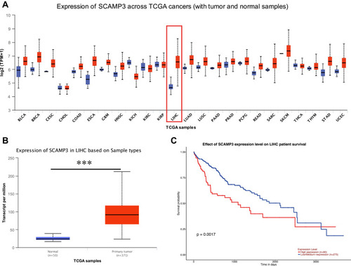 Figure 1 SCAMP3 gene expression in different types of cancer diseases and normal tissues in the UALCAN database. (A) Transcriptional expression level of SCAMP3 gene in various cancer was analyzed in the UALCAN database. Blue: normal samples; Red: tumor samples. Red box: hepatocellular carcinoma samples and liver samples. TPM: Transcript per million. All abbreviations mentioned above about cancer names: see Table 1. (B) Box plot showing the correlation between SCAMP3 and Hepatocellular carcinoma in UALCAN database. Blue: normal samples; Red: tumor samples. ***P<0.001. (C) Kaplan–Meier survival curves revealing SCAMP3 expression and survival probability in hepatocellular carcinoma.