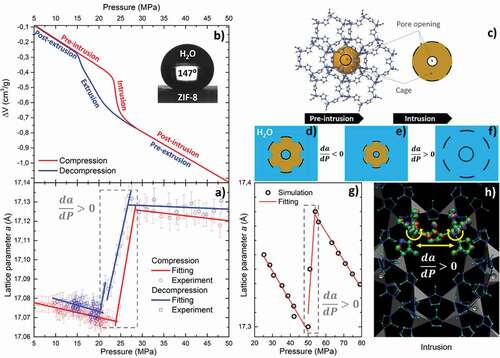 Figure 17. ZIF-8 + water system: (a) experimental evolution of lattice parameter a with pressure (the error bars are plotted on a 1σ confidence level). (b) PV-isotherm and contact angle; (c) topological model of cavity of ZIF-8; (d − f) schemes of framework response to compression before and during water intrusion, respectively. Here, the blue color represents water, while the black color is used to indicate the dimensions of the framework. (g) Theoretical evolution of lattice parameter a with pressure and (h) stroboscopic trajectory of two connected ZnIm4 tetrahedra, i.e. two tetrahedra sharing an Im ligand. One observes a counter-rotation of the two tetrahedra that makes the Zn−Im−Zn triad more colinear, which increases the Zn−Zn distance, hence the lattice size. Note, due to cubic symmetry of ZIF-8, all the lattice parameters are equal and evolve with pressure in a similar way [Citation130].