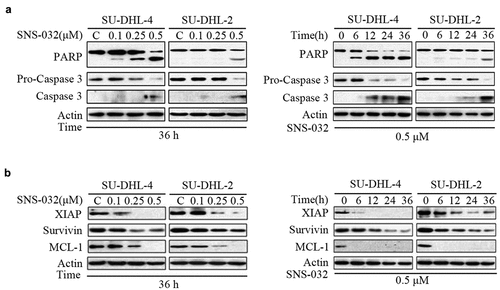 Figure 2. SNS-032-induced apoptosis is caspase activated and anti-apoptotic proteins decreased in both GCB- and ABC-DLBCL cells. (a) SNS-032 induces PARP cleavage and Caspase 3 activation in SU-DHL-4 and SU-DHL-2 cells. Cells were dose- and time-dependently treated with SNS-032, PARP and Caspase 3 cleavage were analyzed by Western blots. Actin was used as a loading control. C: control. (b) The expression of anti-apoptotic proteins reduced with SNS-032 treatment in SU-DHL-4 and SU-DHL-2 cells. Cells were dose (0.1–0.5 μM)- and time (6–36 hours)-dependently treated with SNS-032. The apoptosis-associated proteins Mcl-1, XIAP, Survivin were analyzed by Western blot.