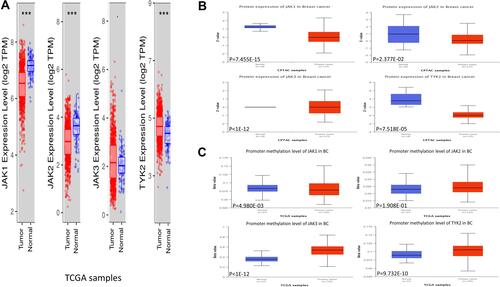 Figure 1 Expression of JAK mRNA (A) and protein (B), and methylation level (C) in the BC cases.