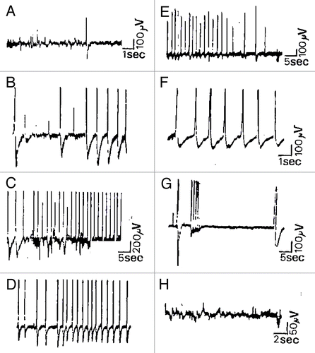 Figure 1. Spontaneous and evoked extracellular responses in Kalanchoë daigremontiana. This figure shows spontaneous microvolted potential variations constituted by FPA activity and some isolated spikes recorded in the stem of Kalanchoë daigremontiana plantlets (A, platinum wires), followed by evoked trains of putative APs. Indeed, burst of spikes were induced by a paired mechanical stimulus consisting of local application of distilled water and 3 small pricks made by glass micropipettes (10 µm diameter at the head) at the same location and during the same time (wounding stimuli). As shown by the traces (B–E), once the stimulation applied (36 sec after), we observed the supervening of some isolated putative APs initiating a burst of spikes during 1.50 min broken by RES periods (G, 8–36 sec). After 6.50 min of RES period, a big spike initiated a burst of very short time-rise APs (< 10 msec) followed at the end of the scope trace by a slower solitary spike (0.5 sec). Except this one, spikes were +/−, 300 µV-3 mV, 350 msec and the total duration of the discharge was 21 min. Kalanchoë tissue remains excitable in that case, showing no fatigue and a good recovery of basic FPA activity (H).