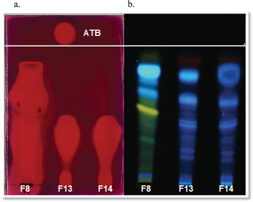 Figure 4. a. Bioautographic assay of Alternaria alternata F8 and Curvularia lunata F13 and F14 EtOAc extracts against Staphylococcus aureus (100 μg/4 mm band). ATB: vancomycin 0.3 μg/spot. b. Observation at 366 nm. Mobile phase DCM:EtOAc:MeOH (9:0.5:1).