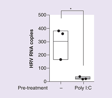 Figure 1. Poly I:C treatment of lung epithelial cell prior to infection with human RV 1B reduces viral replication.Human bronchial epithelial (16HBE14o−) cells were treated with 10 μg/ml Poly I:C for 24 h, prior to infection with RV1B (MOI 5) and incubation for 24 h. Viral RNA copies were quantified by RT-PCR. Figure is representative of n = 3 independent experiments and shows total virus RNA copy number compared with control (untreated). Statistical analysis was performed using a t-test to compare virus only (untreated) control with virus + Poly I:C pretreatment (*p ≤ 0.05).RT-PCR: Reverse transcription-polymerase chain reaction.