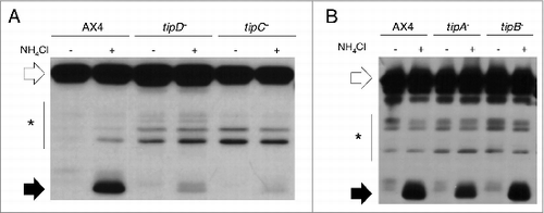 Figure 1. Autophagic flux is decreased in tipC− and tipD− cells. Proteolytic cleavage assay was performed in strains transfected with the marker GFP-Tkt-1. Protein extracts were analyzed by western blot using anti-GFP antibody. (A) The accumulation of cleaved GFP fragment (black arrows) in the presence of 100 mM NH4Cl is reduced in tipC− and tipD− mutants compared to the wild-type AX4 strain. (B) tipA− and tipB− levels of cleaved GFP are similar to those of AX4. The complete GFP-Tkt-1fusion protein is marked by white arrows and the stars indicate nonspecific immunoreactive bands.