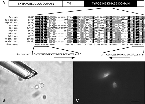 Figure 1.  Design of degenerate primers for PCR and single retinal ganglion cell isolation. A: Schematic diagram of receptor tyrosine kinases (RTKs) and degenerate primers with alignment of the amino acid sequences in conserved regions of the tyrosine kinase domain (HRDLAARN and DVWS(F/Y)G(V/I)) in the identified RTKs, which were used for the primer design. The oligonucleotide sequences are shown in international union of biochemistry (IUB) nucleotide codes. Identical conserved amino acids are boxed in black and less well conserved in grey. Bright-field (B) and fluorescence micrographs (C) showing a labelled single retinal ganglion cell in process for aspiration. Scale bar 20 μm valid for B and C.