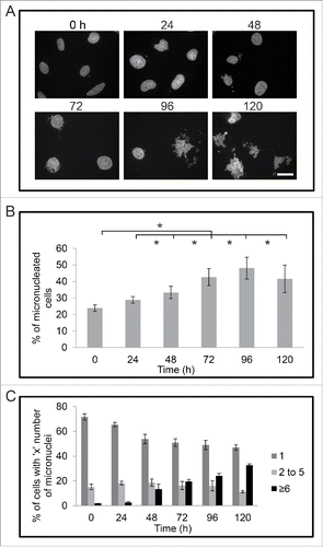 Figure 3. Cisplatin treatment increases the proportion of micronucleated M059K cells. (A) Cells were fixed at indicated times (hours), stained for DNA, and observed by immunofluorescence microscopy. Scale bar = 25 μm. (B) The mean percentage of micronucleated cells for each time point of cisplatin treatment is shown. Standard error of means are shown. Asterisks show significant difference, p < 0.05. (C) Mean percentage of micronuclei per cell is shown. Standard error of means are shown. Asterisks show significant difference, p < 0.05.