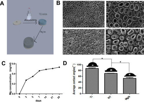 Figure 1 Surface characteristics.Notes: (A) the process of fabricating MgN coating on the titanium. (B) SEM images of (i, ii) NT and (iii, iv) MgN coating on the titanium. (C) Release kinetics of Mg ion from MgN sample at day 3, 5, 7, 14, 21, and 28. (D) Contact angle of SBF on the surface of blank-Ti, NT and MgN samples. *p <0.05.Abbreviations: MgN, magnesium ion incorporated TiO2 nanotube arrays; NT, TiO2 nanotube; SEM, scanning electron microscopy; SBF, simulated body fluid.