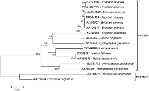 Figure 1. Phylogenetic relationship of Varunidae species evaluated due to mitochondrial protein coding genes. The complete mitochondrial genome of the H. penicillatus (MG751772) was provided by the present study and the remaining mitogenome data were retrieved from the GenBank. The two species from the family Sesarmidae represent outgroup.