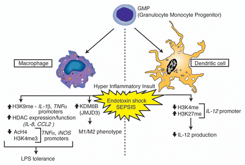 Figure 1 Overview of histone modifications and gene regulation events observed in myeloid cells associated with endotoxin shock and sepsis. Phenotypic outcomes associated with the indicated modification events are listed below each cell subtype.