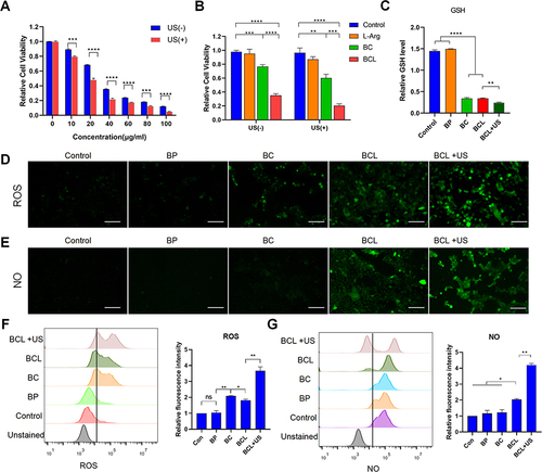 Figure 3 In vitro toxicity of BCL nanocomplex. (A) Cell viability of 4T1 cells treated with increasing dosage of BCL (0–100μg/mL), with or without US irradiation; (B) Cell viability of 4T1 cells treated with same amount of L-Arg, BC, BCL (40μg/mL) with or without US irradiation; (C) GSH content in cells treated with PBS, BP, BC, BCL, BCL+US; (D) Representative CLSM images of intracellular ROS in 4T1 cells in above groups; (E) Representative CLSM images of NO generation in 4T1 in above groups (Scale bars, 100 μm); FACS analysis of ROS (F) and NO (G) generation in 4T1 in above groups. *p< 0.05, **p < 0.01, ***p < 0.001. ****p < 0.0001.