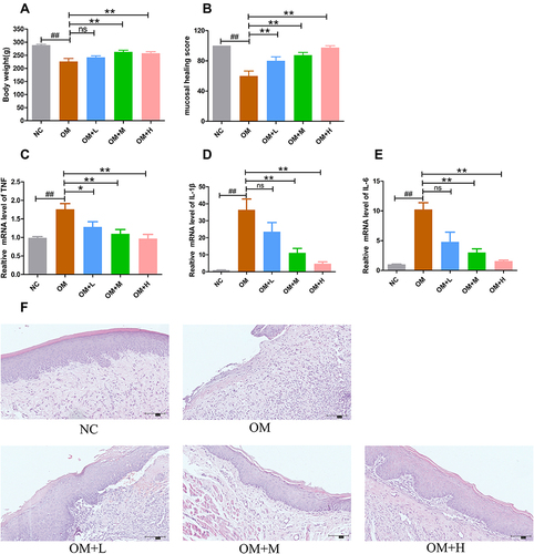 Figure 11 SCYYD exerts wound healing effect in OM rats. (A)The body weight in each group. (B) The mucosal healing score in each group. (C-E) The mRNA expressions of TNF, IL-1β and IL-6 were examined by qPCR. β-actin was used as an internal control. (F) The histopathology of oral mucosa in each group. Bar=100μm. Data are expressed as mean±SEM. ##P < 0.01 versus NC group, *P < 0.05 versus OM group, **P < 0.01 versus OM group.