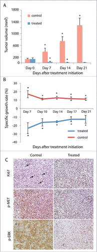 Figure 3. Regression of primary tumor induced by cabozantinib in TSG-RCC-030. Subcutaneous tumor growth was measured in control and cabozantinib-treated mice. Tumor volume significantly decreased over the time course of 21 d in treated mice while continuously increasing in control mice (A). The specific tumor growth rate was negative in treated mice and positive in control mice (B). IHC demonstrated strong expression of the proliferation marker Ki67 in a subset of cells (arrows) and phosphorylated MET as well as its target, phosphorylated ERK, in majority of tumor cells in control but not in treated mice (C). Data points represent mean+/− SD. *p < 0.05 by Student's t-test. Magnification of all images is 200×.