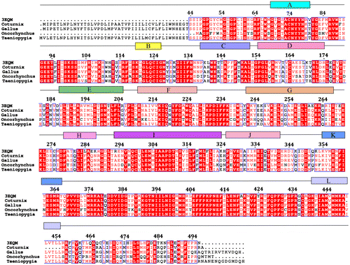 Figure 1. Sequence alignment of C. japonica, G. gallus, T. guttata, O. mykiss and human aromatases.