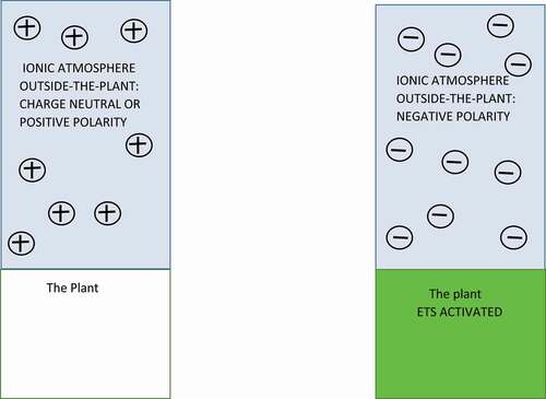 Figure 2. Two possible polarities of ions surrounding the plant. The global electric circuit and the marine layer bring positive or negative polarity ions into the atmosphere surrounding the plant. When the plant senses that the atmosphere surrounding it contains negative polarity ions, it activates a plant wide system (ETS) to absorb and utilize these negative polarity ions.