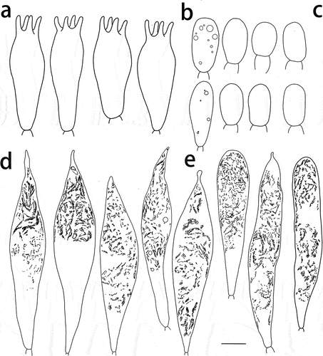 Figure 11. Russula yadongensis (HMAS287386, holotype), hymenium. (a) Basidia. (b) Basidiola. (c) Marginal cells on the lamella edges. (d) Hymenial cystidia near the lamella sides. (e) Hymenial cystidia on the lamella edges. Cystidia with contents as observed in Congo Red. Scale bar = 10 μm.