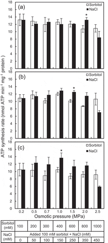 Figure 2. Effects of NaCl and sorbitol on ATP synthesis rate of isolated mitochondria in assay mixtures. The mitochondria were isolated from leaves of the ice plants grown without (a) and with 100 mM (b) and 400 mM NaCl (c). The table below indicates the used amounts of NaCl and sorbitol for generating isosmotic pressures (0.2–2.5 MPa) in the assay mixtures. Data are mean values ± standard errors (n = 3). Asterisks indicate statistically significant differences in the values between the sorbitol and NaCl treatment at the same osmotic pressure by Student’s t-test (p < 0.05).